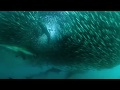 Sardine Run 2010 HD