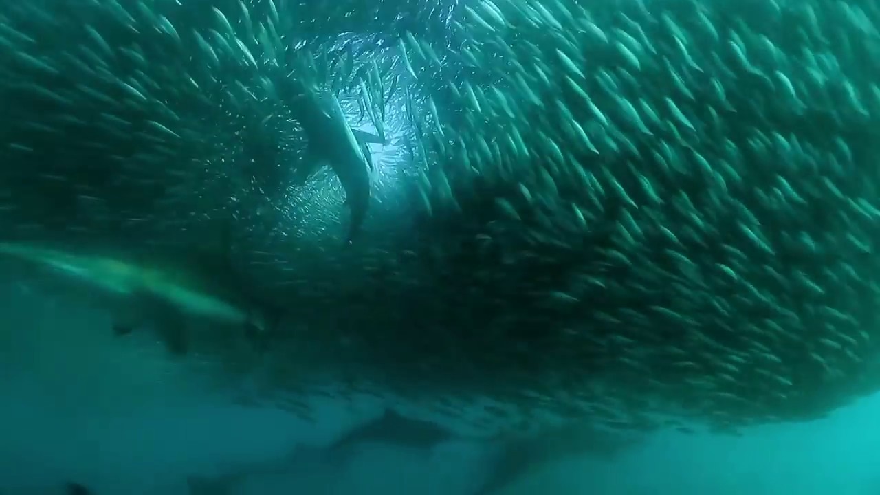 How Long Does The Sardine Run Last at Nancy Messer blog