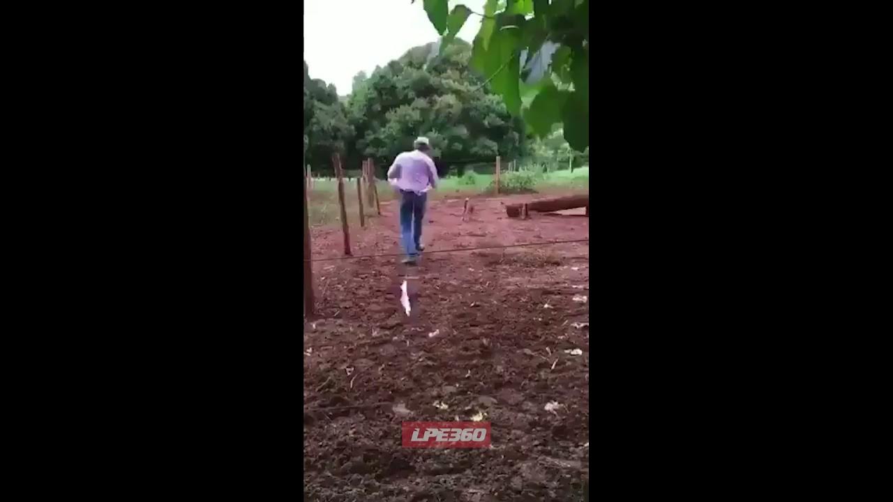 Horse Bites Man YouTube