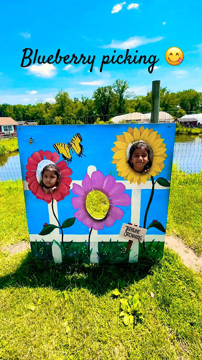Blueberry picking experience🫐😋#shorts #explore #farm #blueberry #greatexperience #naturelovers