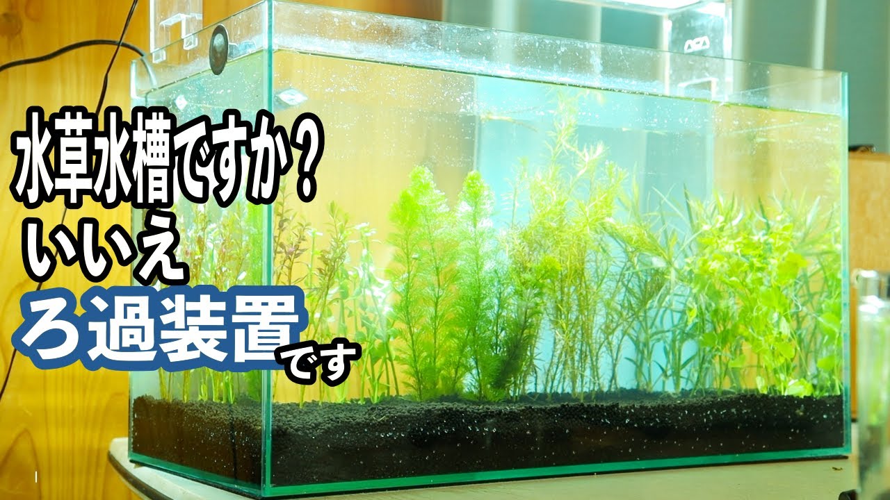 金魚水槽の汚れを 植物に吸収するろ過装置を自作する 植物ろ過 サイクルアクア アクアリウム Youtube