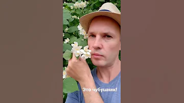 Это не жасмин! Как выглядит чубушник?