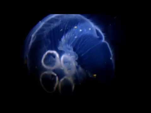 Night Time Moon Jelly 04/03/19