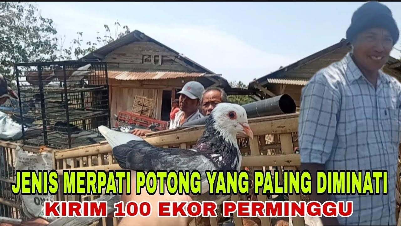 MERPATI POTONG MASIH DIMINATI PAHAMI JENISNYA