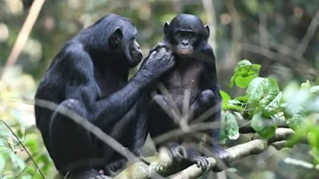 Como é a vida de um chimpanzé?