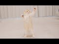 😂Kitten Dance, Better Than Stripper