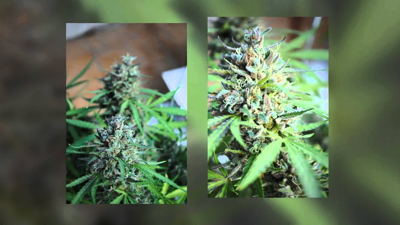 Baby Boom Auto de Kannabia Seeds