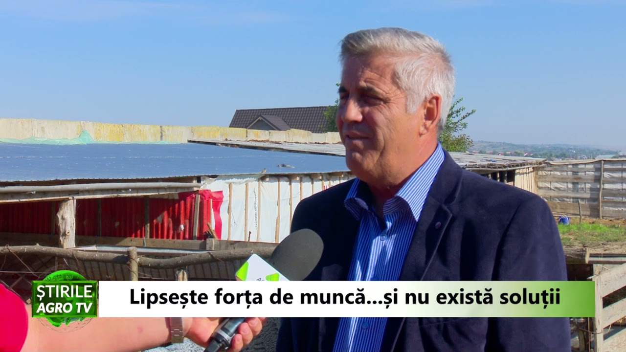 Cine mai are grijă de oile românești? Crescătorii apelează la refugiați din țările sărace 1 Cine mai are grijă de oile românești? Crescătorii apelează la refugiați din țările sărace YouTube player