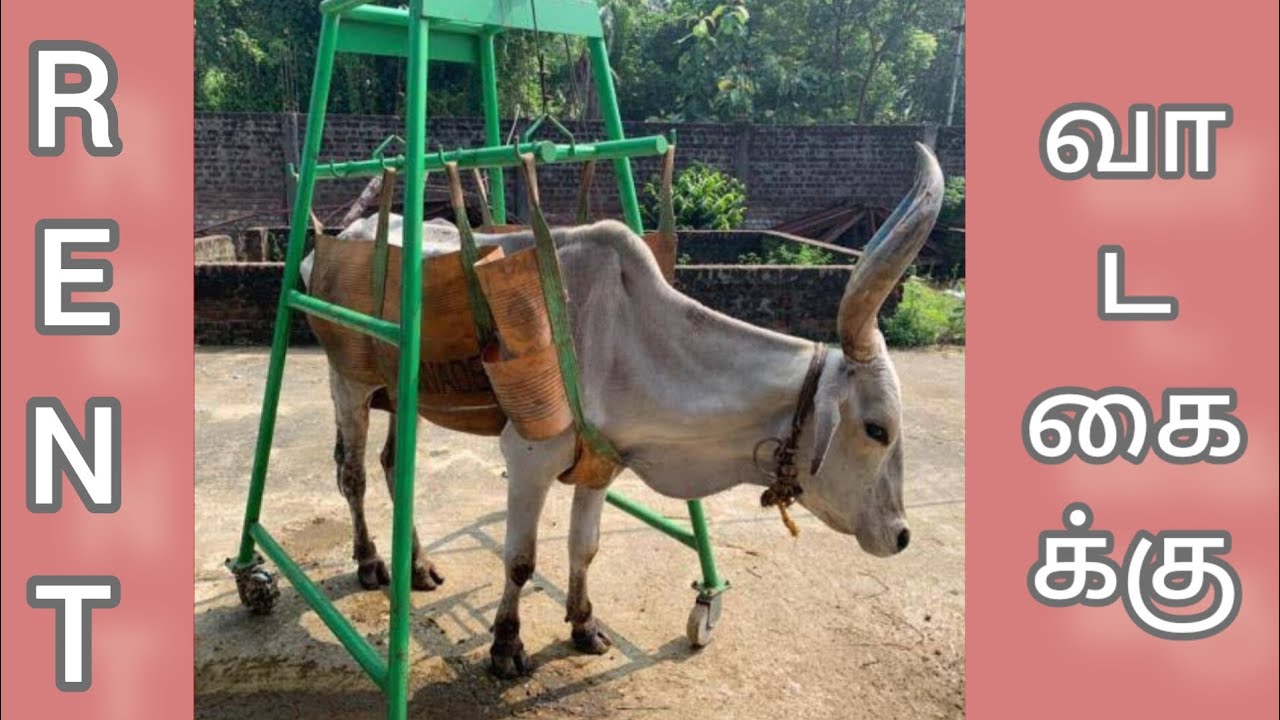 மாடு தூக்கும் இயந்திரம் வாடகைக்கு கிடைக்கும். cow lifting machine for rental. 