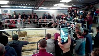 Ballinrobe bluefaced leicester sale 16/9/17 - champion Profile
