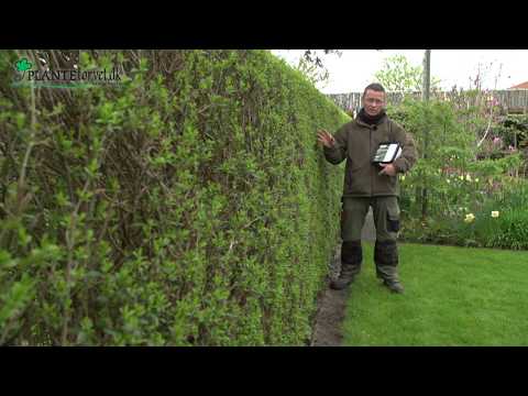 Video: Kaffe Som Gødning: Til Hvilke Planter I Haven Er Kage Og Malet Kaffe Egnede, Og Hvordan Bruges Den Som Gødning?