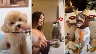 🥰 Cute and Funny 🤪 Cats, Dogs and other Animals🐵 | 😍 Try Not To Laugh 😄 🐾 by For Your Fun 2,813 views 1 year ago 11 minutes, 18 seconds