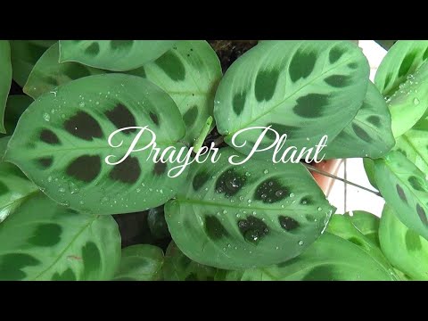 PRAYER PLANTS || WHY DO THEY PRAY?