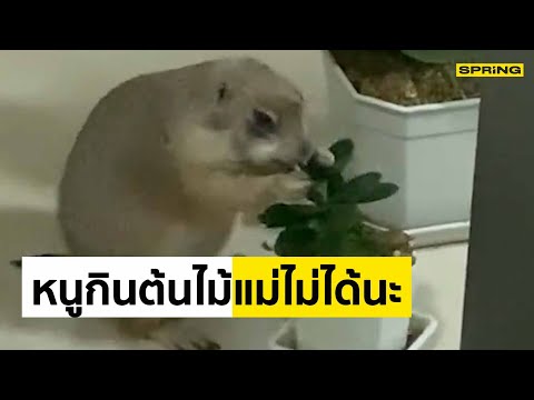 หนูอยากกินนิแม่!!!