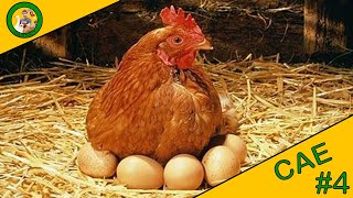 CAE | ÉPISODE 4 | COMMENT DÉPLACER UNE POULE QUI COUVE  !