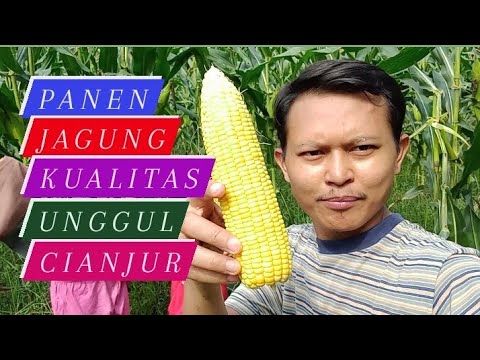 Video: Jagung Berdebu