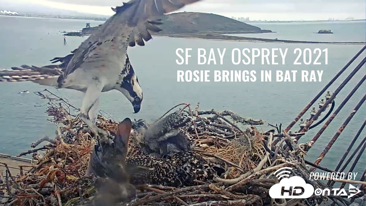 sf bay osprey live cam