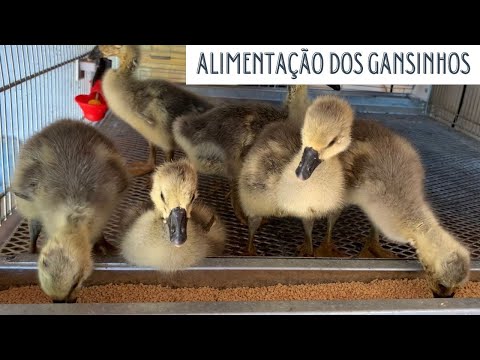 Vídeo: Como anodizar corretamente o alumínio