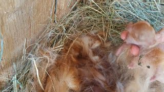 Narodili Sa Nám Štyri Zajačiky. Á Áliky