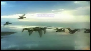 TROPICALISIMO APACHE LOS PATOS