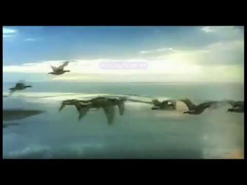 TROPICALISIMO APACHE LOS