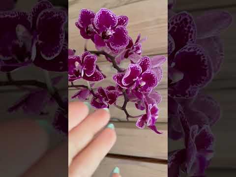 Орхидея «Сого Вивьен»