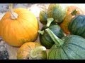 Pumpkin Patch Update (November 2012)