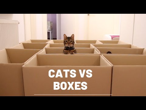 cats-vs-boxes