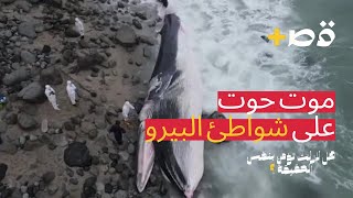 قصة + | حوت ميت على شاطئ بونتا هيرموسا في بيرو