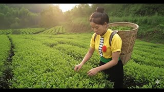 How to Harvest Green Tea Leaves, Hand-processed into Great Products - Hanh Bush Craf