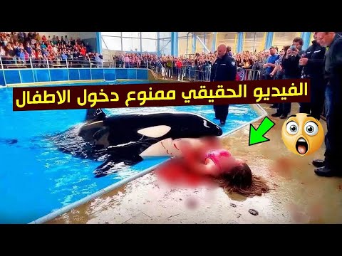 جيسيكا والحوت القاتل الحقيقة الكاملة وراء فيديو     الذي صدم العالم