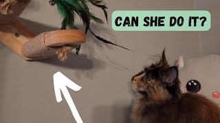 Maine Coon Kitten Training: Ahsoka's Amazing Cat Wall Adventure (Part 1)