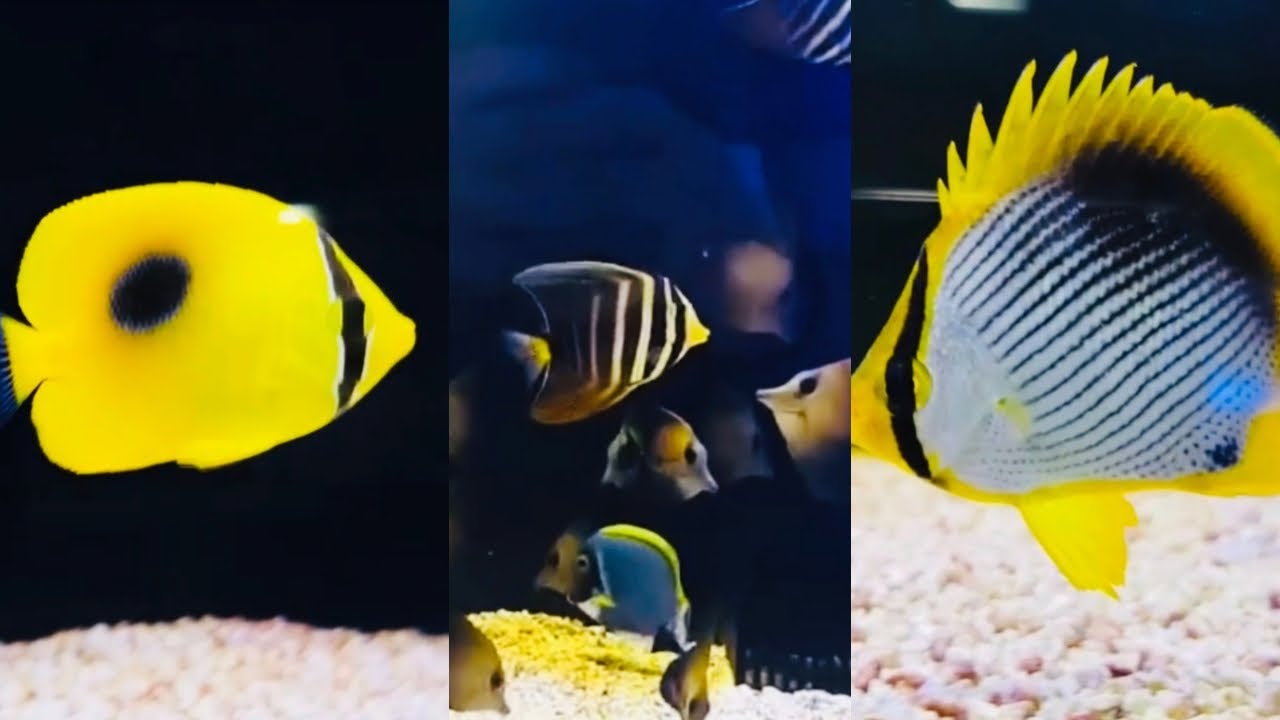 Saltwater Aquarium Life | Episode 13 of 17🐟🐠❤️#aquarium #fish