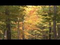 ERNESTO CORTAZAR  - Falling Leaves