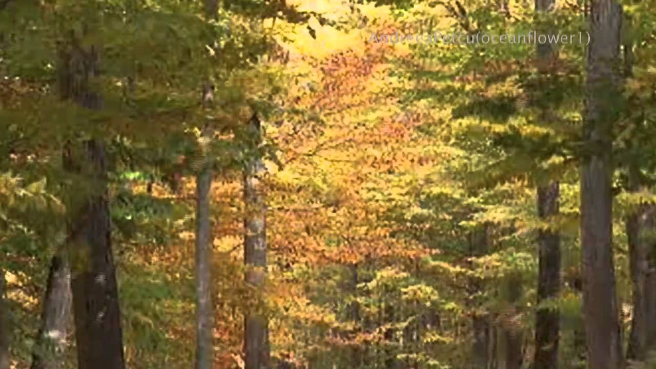 ERNESTO CORTAZAR - Falling Leaves - YouTube