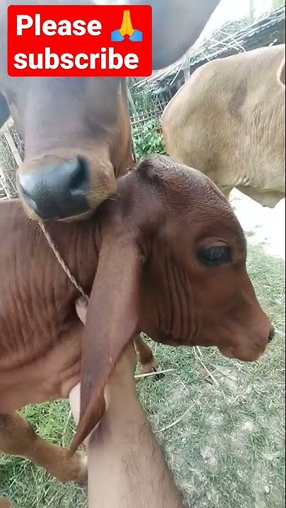 #shorts #youtubeshorts #master boy tv#luisfonsi #ten updates#polo king#