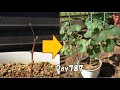 種から育てているブドウは2年目に驚異的な急成長を遂げる / Grapevines grown from seed grow rapidly in their second year