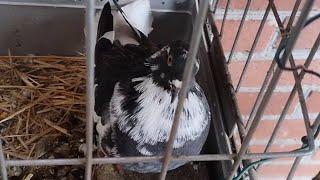 Мои николаевские голуби 🕊️(50 минут спорта,чей чужачек?)