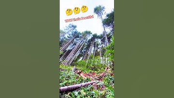 Beautiful Tall tree falling chainsaw!#tree #fall #treecutting #fall #wood #shortsfeed #shorts