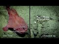 Deep Ocean Exploration Quiz