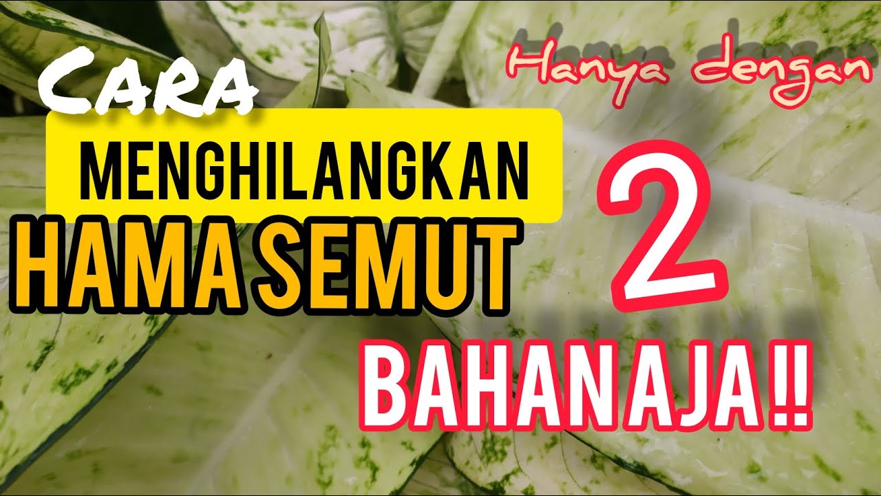 Cara Mengatasi Hama Trips pada Bunga agar Tanaman kamu Tetap Cantik