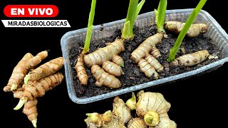 Live: How to Grow Ginger and Turmeric in a Pot  At Home