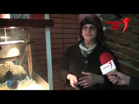 გამოკითხვა: მოიმატა თუ არა კრიმინალმა