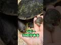 このチビ亀がこんなに大きくなる！？ #爬虫類 #カメ #ペット