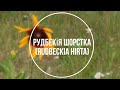 Рудбекія шорстка - (лат. Rudbeckia hirta L.)