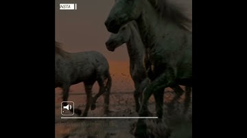 سورة العاديات