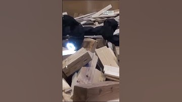 Robot snake climbs on tubes and trees by mimicking the mechanism of real snakes.