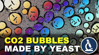 How to watch CELL RESPIRATION under the microscope