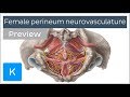 Nerves, arteries and veins of the female perineum (preview) - Human Anatomy | Kenhub