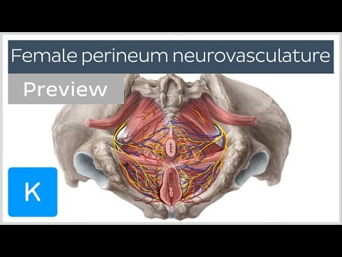 Video: Right Ovarian Vein Anatomy, Function & Diagram - Kroppskart
